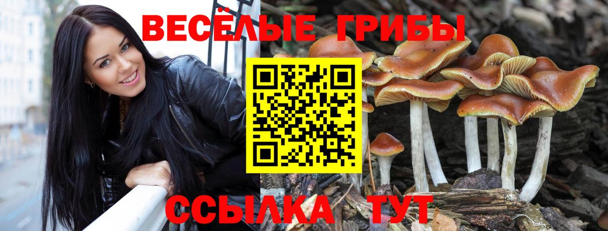 Галлюциногенные грибы Psilocybine cubensis Лосино-Петровский